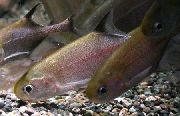браон Риба Поллимирус (Pollimyrus) фотографија