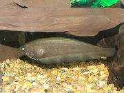 kahverengi Balık Afrika Bıçak Balığı (Xenomystus nigri) fotoğraf