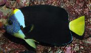 margas Žuvis Chaetodontoplus  nuotrauka