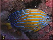 Gestreift Fisch Chaetodontoplus  foto