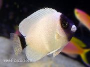 Weiß Fisch Genicanthus  foto