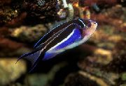 Eterogeneo Pesce Genicanthus  foto