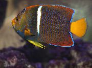Oro Pesce Re Angelo (Holacanthus passer) foto