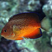 aquarium fish Rusty angelfish Centropyge ferrugata red