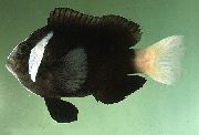 црн Риба Ампхиприон Мццуллоцхи (Amphiprion mccullochi) фотографија