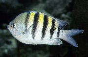 aquarium fish Sergent major Damsel Fish Abudefduf saxatilis striped