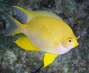 Gelb Fisch Goldenen Damselfish (Amblyglyphidodon aureus) foto