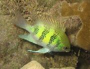 pruhované Ryby Staghorn Damselfish (Amblyglyphidodon curacao) fotografie