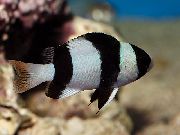 aquarium fish Tuxedo Damselfish, Threeband Damselfish Chrysiptera tricincta striped