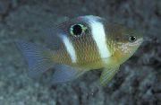Ριγέ ψάρι Dischistodus  φωτογραφία