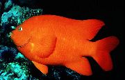 aquarium fish Garibaldi Damselfish  Hypsypops rubicundus red