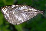 Prata Peixe Silver Hatchet (Gasteropelecus sternicla) foto