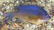 mėlynas Žuvis Milžinas Damselfish (Microspathodon dorsalis) nuotrauka