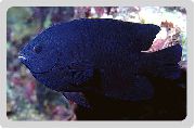 Μαύρος ψάρι Neoglyphidodon  φωτογραφία