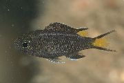 aquarium fish Neopomacentrus  Neopomacentrus  black