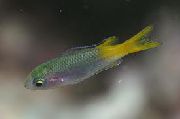 grønn Fisk Neopomacentrus  bilde
