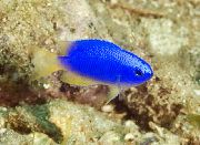 蓝色 鱼 Pomacentrus  照片