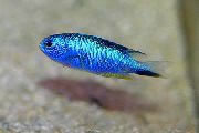 Ljusblå Fisk Pomacentrus  foto