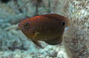 褐色 鱼 Pomacentrus  照片