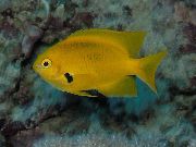 žuti Riba Pomacentrus  foto