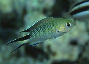 зелена Риба Помацхромис (Pomachromis) фотографија
