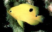 Gelb Fisch Stegastes  foto