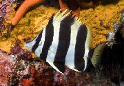 aquarium fish Lord Howe Coralfish  Amphichaetodon howensis striped