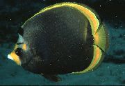 Черен Риба Мургава Butterflyfish (Chaetodon flavirostris) снимка