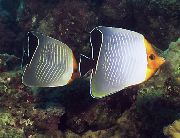 Λευκό ψάρι Πορτοκαλί Butterflyfish Πρόσωπο (Chaetodon larvatus) φωτογραφία