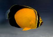 Жълт Риба Арабско Butterflyfish (Chaetodon melapterus) снимка