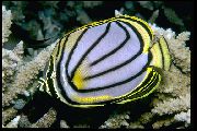 Listrado Peixe Meyer's Butterfly (Chaetodon meyeri) foto