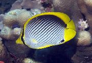 Райета Риба Черен Подкрепени Butterflyfish (Chaetodon melannotus) снимка