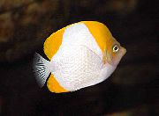 margas Žuvis Piramidės Butterflyfish (Hemitaurichthys polylepis) nuotrauka