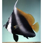 стрипед  Маскирани Банер Риба, Фантом Баннер Риба (Heniochus pleurotaenia) фотографија