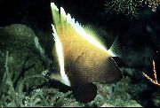 ブラウン フィッシュ ハンプヘッドバナーの魚 (Heniochus varius) フォト