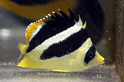 aquarium fish Butterfly mitratus, Indian butterflyfish Chaetodon mitratus  striped