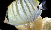 Gestreift Fisch Kieselfalter (Chaetodon multicinctus) foto
