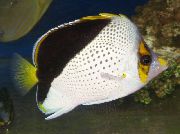 Ποικιλόχρους ψάρι Tinkeri Butterflyfish (Chaetodon tinkeri) φωτογραφία