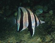 svītrains Zivs Rietumu Talma (Chelmonops curiosus) foto