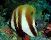 ストライピング フィッシュ オレンジバンド化サンゴ魚 (Coradion Chrysozonus) フォト