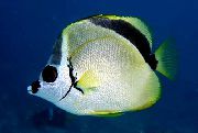 aquarium fish Barberfish, Blacknosed butterflyfish Johnrandallia nigrirostris yellow
