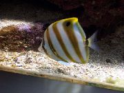aquarium fish Sixspine Butterflyfish Parachaetodon ocellatus striped