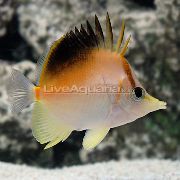 Bunt Fisch Longnose Atlantic Falter (Prognathodes aculeatus) foto