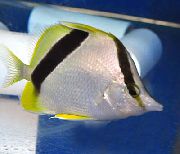 Ριγέ ψάρι Τράπεζα Πεταλούδα (Prognathodes aya) φωτογραφία