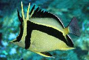 Listrado Peixe Scythe-Mark Butterflyfish (Prognathodes falcifer) foto
