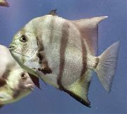 Gestreift  Atlantischen Marktfische (Chaetodipterus faber) foto