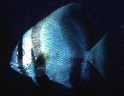 Ριγέ  Batavia Ρόπαλο Ψάρια (Platax batavianus) φωτογραφία