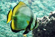 aquarium fish Round Batfish Platax orbicularis striped