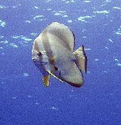 svītrains Zivs Apaļas Pārklājumu Bat Zivis, Teira Bat Zivis (Platax teira, Chaetodon teira) foto