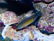 dryžuotas Žuvis Mėlyna Linija Dottyback (Pseudochromis cyanotaenia) nuotrauka